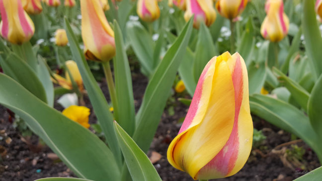 Tulips from Loughton with Galaxy S6
