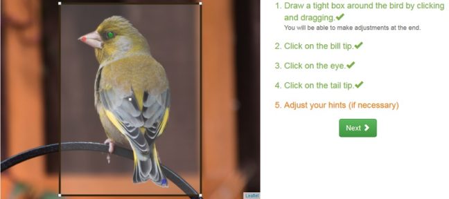 Merlin Bird Photo ID software on web browser